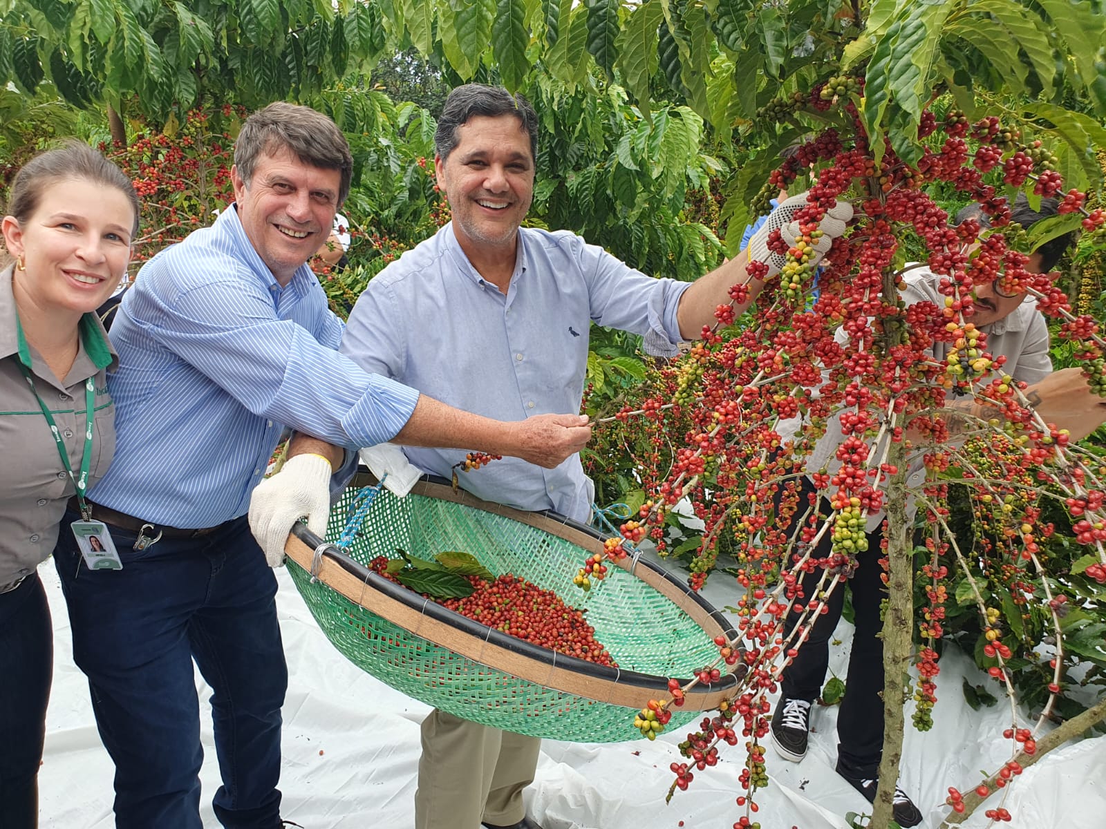 Governo ES - 'Conquista ES8152': nova cultivar de café conilon é