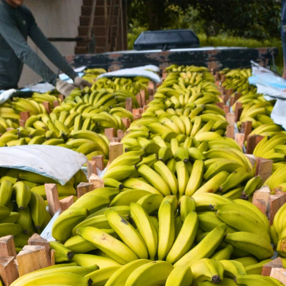 banana economia