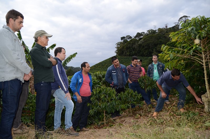 INCAPER CAPACITA PRODUTORES SOBRE PODA DO CONILLON PARA AUMENTO DA