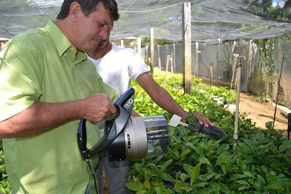 Secretaria de Agricultura realiza entrega de mudas clonais de café conillon  da para implantação de