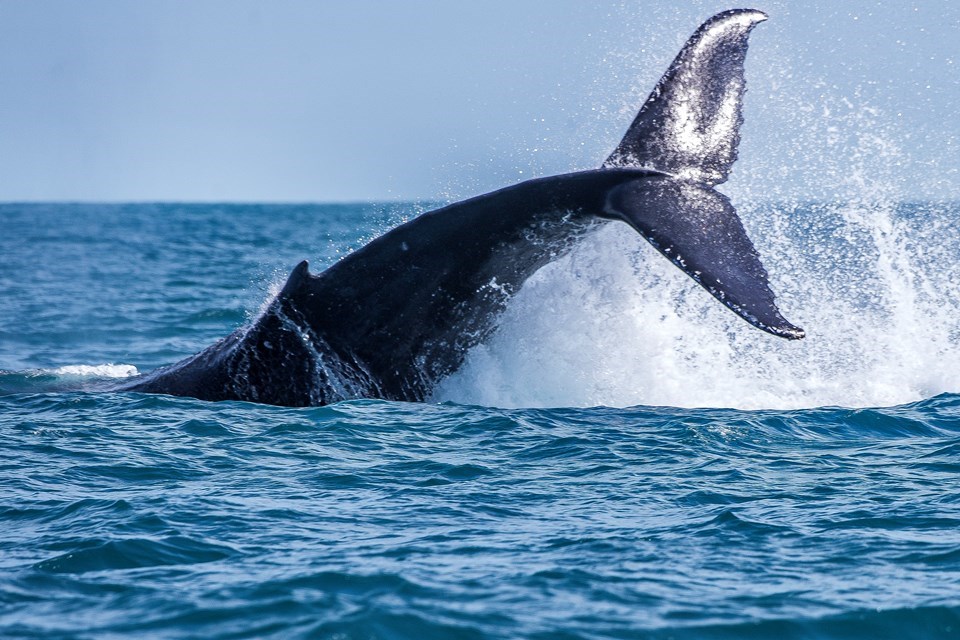 Governo ES - Festival marca o início da temporada das baleias-jubarte no  litoral capixaba